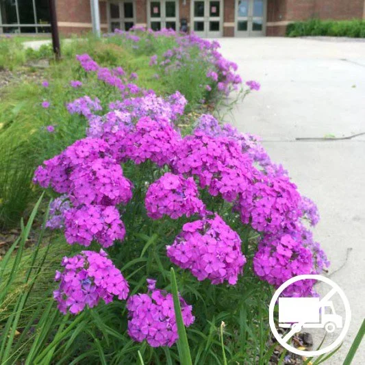 Prairie Phlox (Phlox pilosa) 3-pack of pots — Blazing Star Gardens